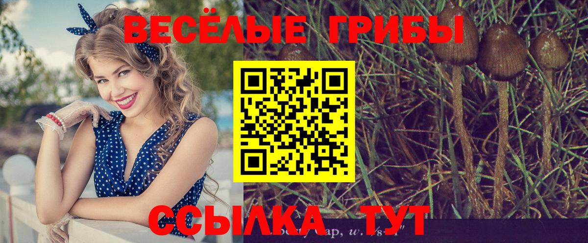 Псилоцибиновые грибы прущие грибы  Галлюциногенные грибы Cubensis  Вход с VPN  Новоалтайск 